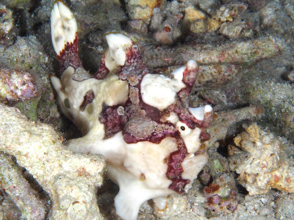 Dive Spot Asia Beach Resort Boljoon Ngoại thất bức ảnh