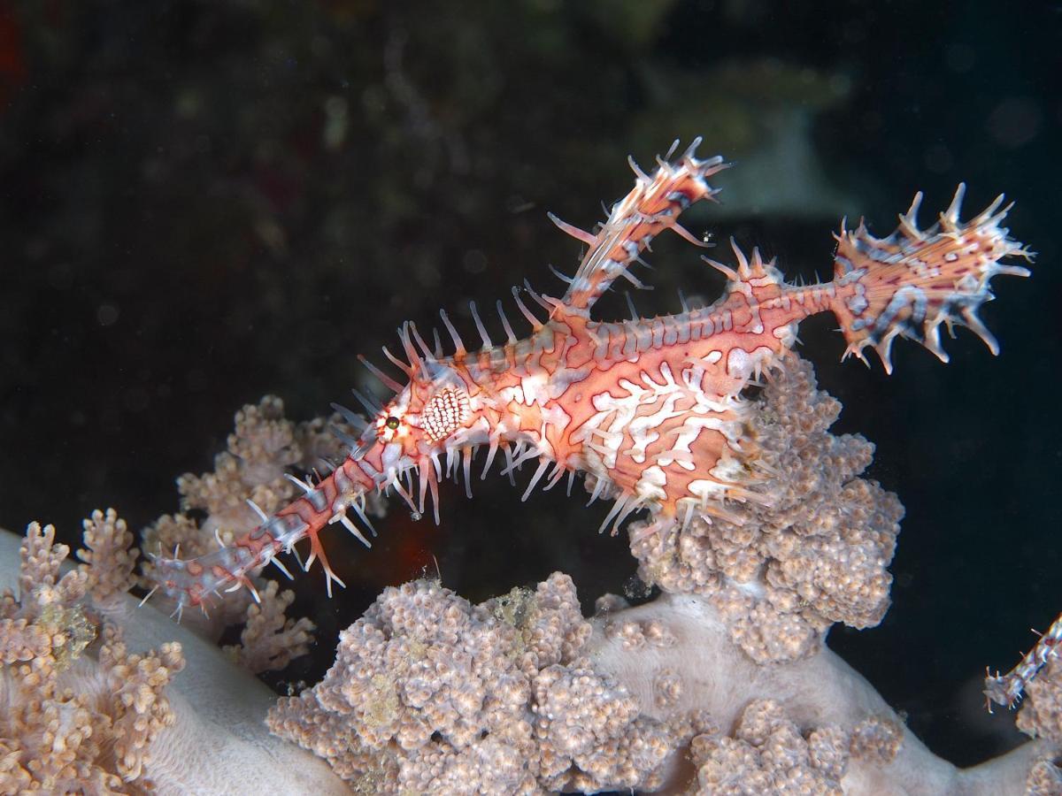 Dive Spot Asia Beach Resort Boljoon Ngoại thất bức ảnh