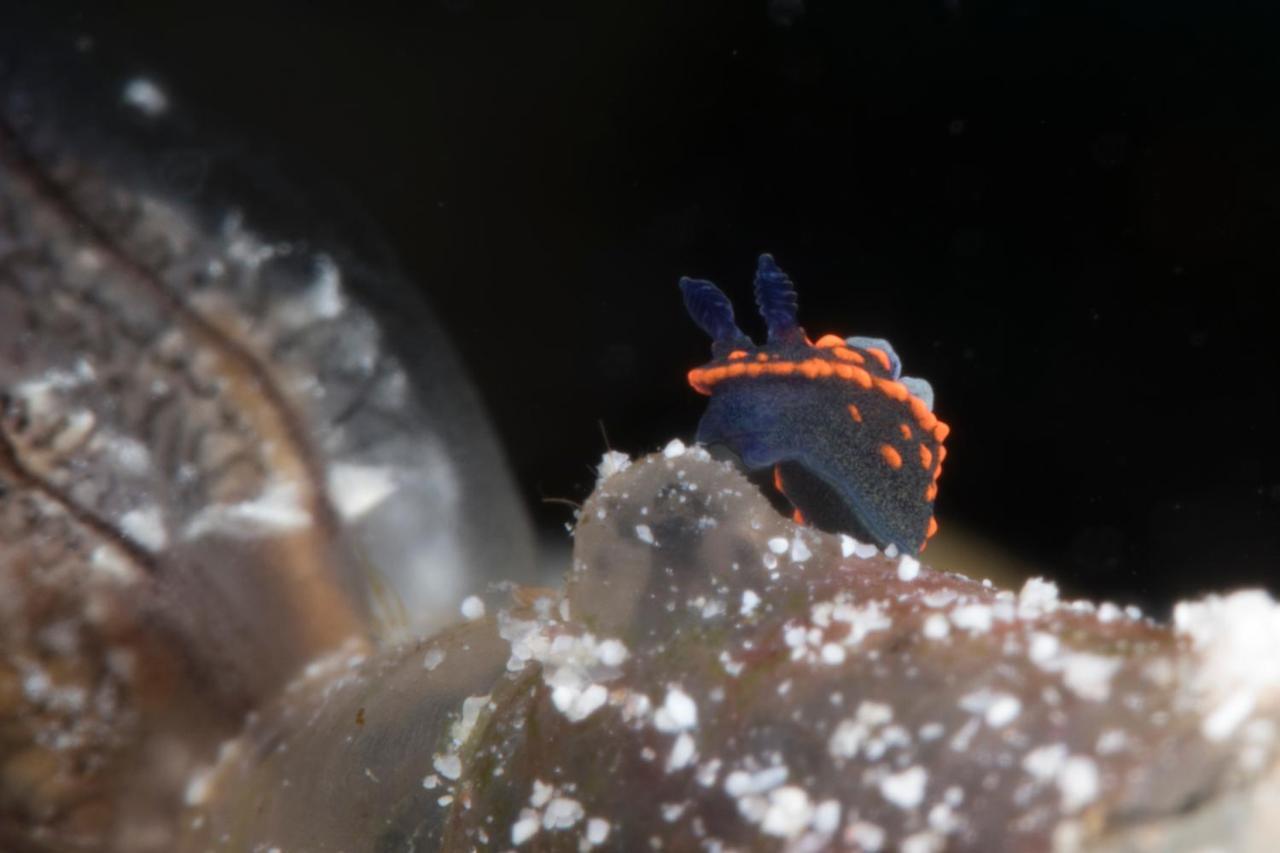 Dive Spot Asia Beach Resort Boljoon Ngoại thất bức ảnh