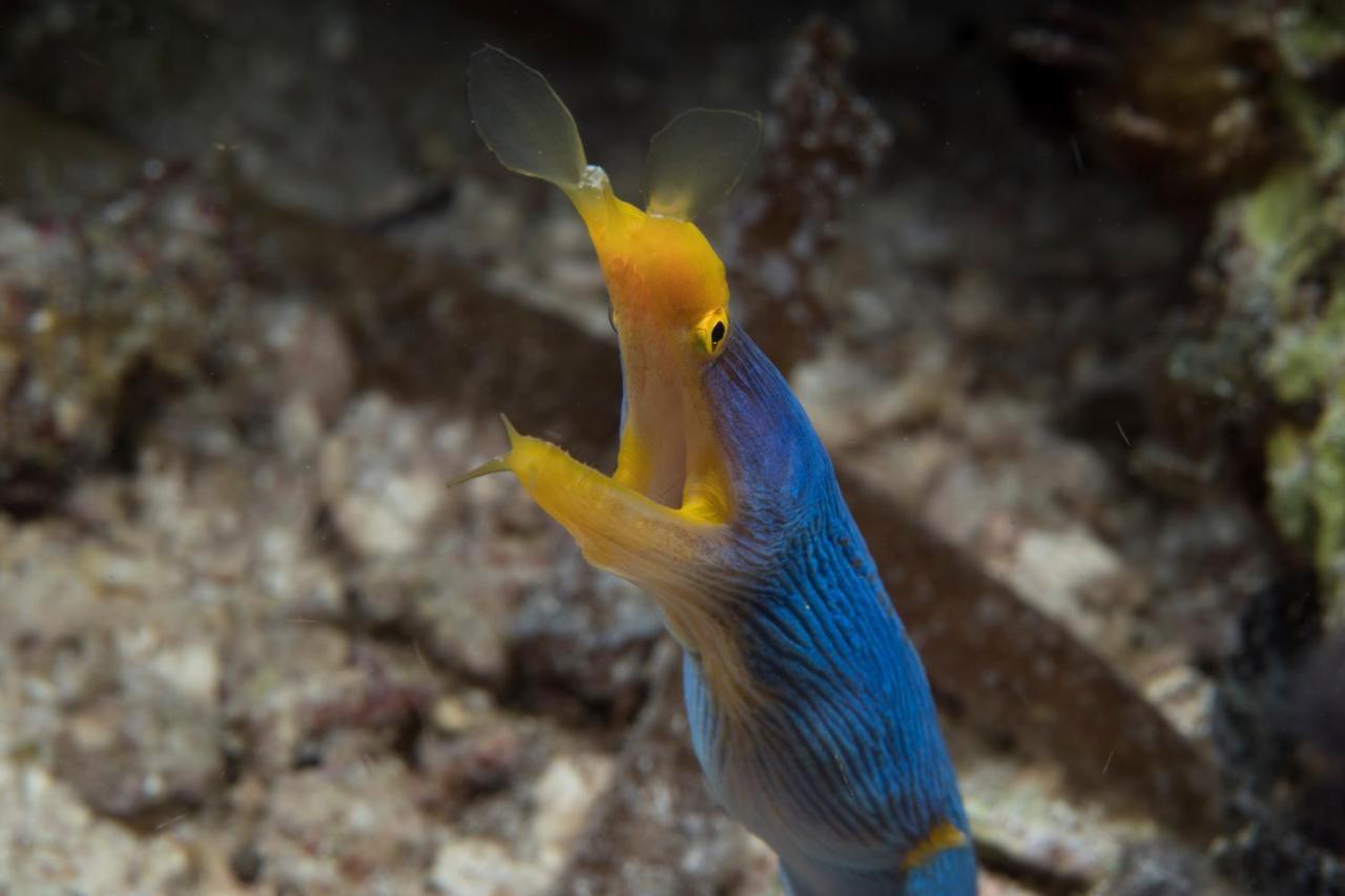 Dive Spot Asia Beach Resort Boljoon Ngoại thất bức ảnh