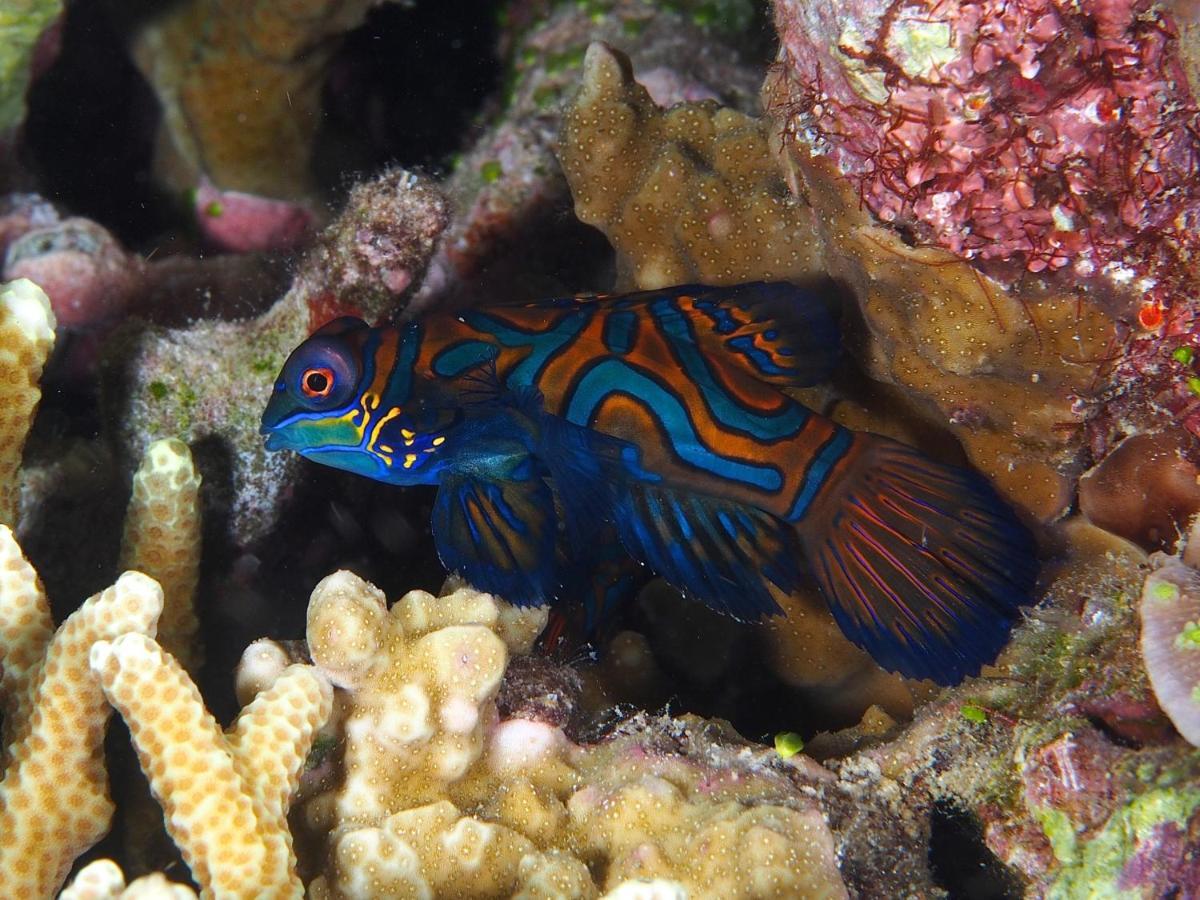 Dive Spot Asia Beach Resort Boljoon Ngoại thất bức ảnh