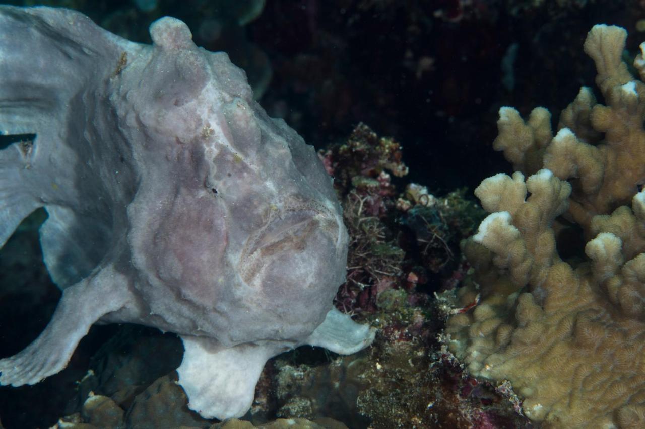 Dive Spot Asia Beach Resort Boljoon Ngoại thất bức ảnh
